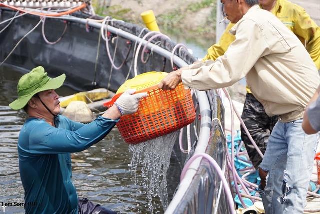 Nắm trọn bí kíp sang tôm không hao hụt, tăng hiệu quả vụ nuôi